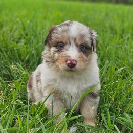 Blossom - Red merle female Australian Shepherd puppy in Silex, Missouri from Small Town Australian Shepherds