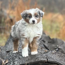 Miniature American Shepherd and Miniature Australian Shepherd Puppies from Quarter Creek Stockdogs & Mini/Toy Australian Shepherds