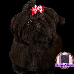 AKC Olive - Shih Tzu