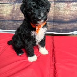 Cosmo - Black and white male Sheepadoodle puppy in Warsaw, Virginia from Mojave Premier Kennels