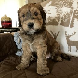 Whoodle Puppies from RockyRiverDoodles