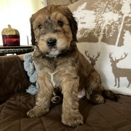 Whoodle Puppies from RockyRiverDoodles