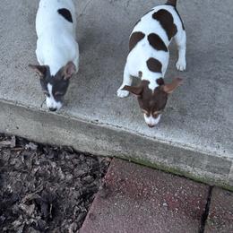 Spirit - Blue and white male Teddy Roosevelt Terrier puppy in Sumter, South Carolina from Susie’s Cuties