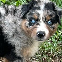 Roscoe - Blue merle male Australian Shepherd puppy in Fort Myers, Florida from U Cross Australian Shepherds