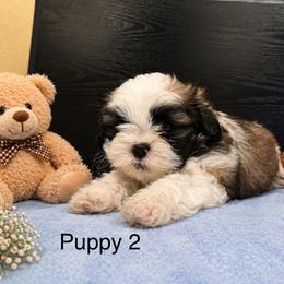 Puppy 2 - Tricolor male Shih Tzu puppy in Downey, California from Cali shih tzu