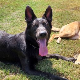 German Shepherds from BluMoon Shepherds