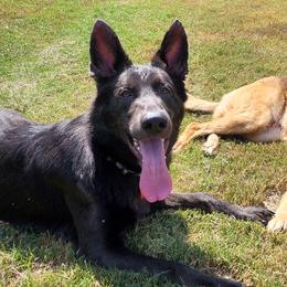 German Shepherds from BluMoon Shepherds