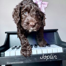 Joplin - Chocolate female Australian Labradoodle puppy in Avery Creek, North Carolina from Kismet Labradoodles