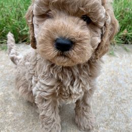 Cavapoos from Stonehill Puppies LLC