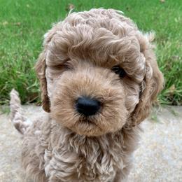 Cavapoos from Stonehill Puppies LLC