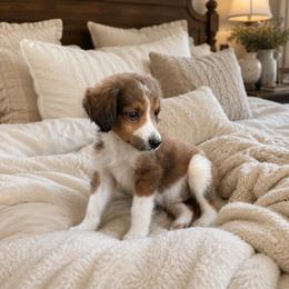 Gus - Merle male Bernedoodle puppy in Holden, Missouri from Mid-West Bernedoodles