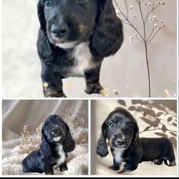 Coal - Black and cream male Dachshund puppy in Alexander, North Dakota from Wild Rose Ridge Doxies