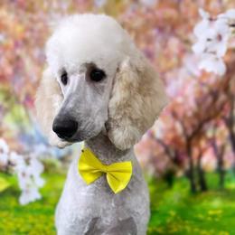 Poodle Puppies from Barbi's Standards
