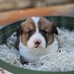 Pembroke Welsh Corgi puppies from Julia's Pembroke Welsh Corgis