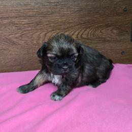 Trixy Girl 3 - Brindle female Shih Tzu puppy in Meadows Of Dan, Virginia from Walt’s Shih Tzus