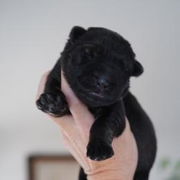 Electra - Sable female German Shepherd puppy in Coarsegold, California from Yosemite Shepherds