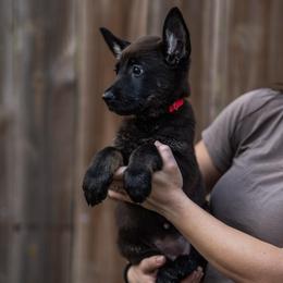 Red Collar Girl - Bi-color female German Shepherd puppy in Universal City, Texas from Jaxinhaus German Shepherds
