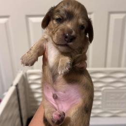 Brindle dapple piebald Boy - Brindle male Dachshund puppy in Merced, California from The Graceful Dachshund Kennel