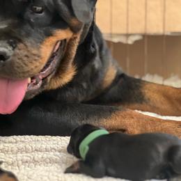 Boy 2 - Black and mahogany male Rottweiler puppy in Gulf Breeze, Florida from Von Ratermann Rottweilers