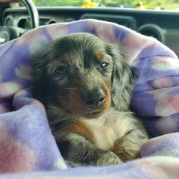 Dachshund Puppies from Dumbledore's Mini Dachshunds