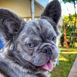 French Bulldogs from Fluffing Frenchies LLC