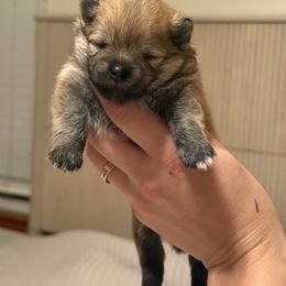 Girl 1 - Orange sable female Pomeranian puppy in Denver, Colorado from Diana's Pomeranians
