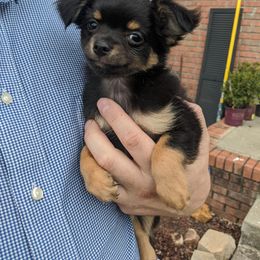 Chihuahua Puppies from Barbie's Baby Chihuahuas