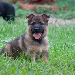 Orange collar - Sable female German Shepherd puppy in Inverness Highlands South, Florida from Von der Tetiaroa German Shepherd dogs