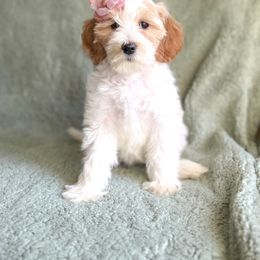 Bernedoodle, Goldendoodle, and Poodle Puppies from Anam Cara Pups