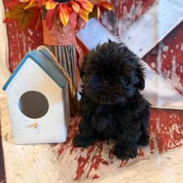 Tate - Black male Shih Tzu puppy in Success, Missouri from Sweet Success