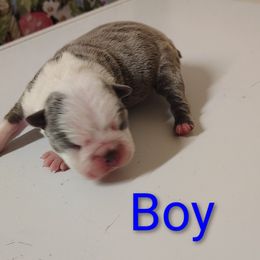 Male Boston terrier - Blue male Boston Terrier puppy in Salisbury, North Carolina from P3 Boston Terriers in NC