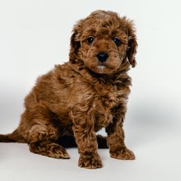 Andie - Red  female Goldendoodle puppy in Slc, Utah from Timp Doodles