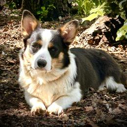 American Corgis and Pembroke Welsh Corgis from Corntassle Corgis