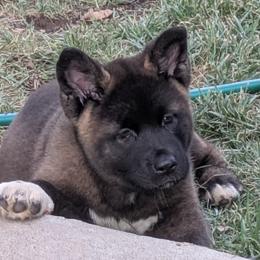 Akita Puppies from Akita Kai Magic