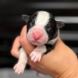 Mischief - Black and white female Border Collie puppy in Kalispell, Montana from North Fork Border Collies