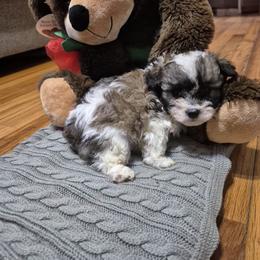 Titan - Black gold and white male Shihpoo puppy in Pacolet, South Carolina from Kelli's Pups