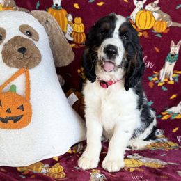 Hart - Black white and tan male English Springer Spaniel puppy in Cookeville, Tennessee from Krossroads Kennel