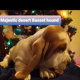 Basset Hound Puppies from Majestic Desert Basset Hounds