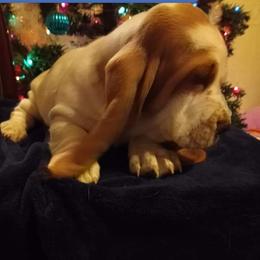 Basset Hound Puppies from Majestic Desert Basset Hounds