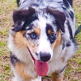 Crystal - Australian Shepherd