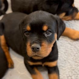 Yellow collar - Black and mahogany female Rottweiler puppy in Birmingham, Alabama from K&B Rotts