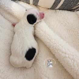 Pepé - White and black male Chinese Crested puppy in Ocala, Florida from Crestie Charm Cottage