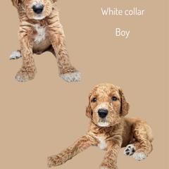 Assorted Doodle Crosses Puppies from First Wish Doodles