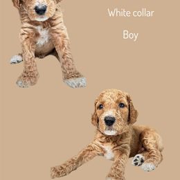 Assorted Doodle Crosses Puppies from First Wish Doodles