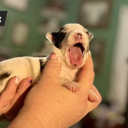 Shetland Sheepdog Puppies from Heavenly Shelties