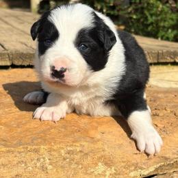 Boy 3 - Black and white male Border Collie puppy in Michie, Tennessee from Rivendell Border Collies
