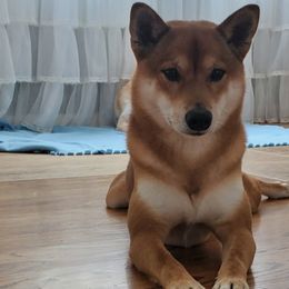 Wayne - Shiba Inu