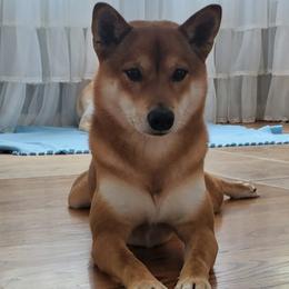 Wayne - Shiba Inu