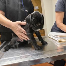 Jasper - Brindle male Boxer puppy in Taft, Tennessee from Hillbillie Boxers