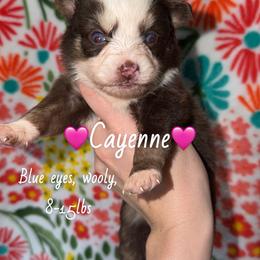 Cayenne - Chocolate female Pomsky puppy in Centerville, Iowa from LJ Kennels Pomskies, LLC